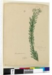Page 169. Conospermum taxifolium, c.1803-06 by John William Lewin