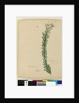 Page 169. Conospermum taxifolium, c.1803-06 by John William Lewin
