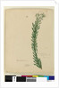 Page 169. Conospermum taxifolium, c.1803-06 by John William Lewin