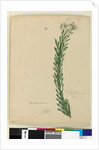 Page 169. Conospermum taxifolium, c.1803-06 by John William Lewin