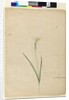 Page 170. Diplarrhena moraea, c.1803-06 by John William Lewin