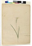 Page 170. Diplarrhena moraea, c.1803-06 by John William Lewin