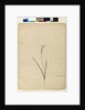 Page 170. Diplarrhena moraea, c.1803-06 by John William Lewin