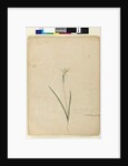 Page 170. Diplarrhena moraea, c.1803-06 by John William Lewin