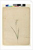 Page 170. Diplarrhena moraea, c.1803-06 by John William Lewin