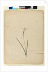 Page 170. Diplarrhena moraea, c.1803-06 by John William Lewin