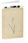 Page 170. Diplarrhena moraea, c.1803-06 by John William Lewin