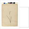 Page 170. Diplarrhena moraea, c.1803-06 by John William Lewin