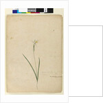 Page 170. Diplarrhena moraea, c.1803-06 by John William Lewin