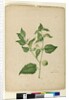 Page 172. Physalis edulis, c.1803-06 by John William Lewin