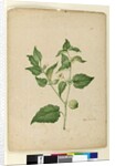 Page 172. Physalis edulis, c.1803-06 by John William Lewin