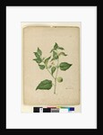 Page 172. Physalis edulis, c.1803-06 by John William Lewin