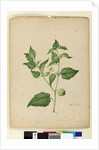 Page 172. Physalis edulis, c.1803-06 by John William Lewin