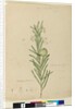 Page 173. Asclepias fruticosa, c.1803-06 by John William Lewin