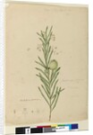 Page 173. Asclepias fruticosa, c.1803-06 by John William Lewin