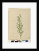 Page 173. Asclepias fruticosa, c.1803-06 by John William Lewin