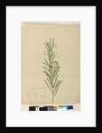 Page 173. Asclepias fruticosa, c.1803-06 by John William Lewin