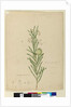 Page 173. Asclepias fruticosa, c.1803-06 by John William Lewin
