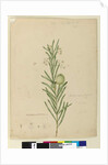 Page 173. Asclepias fruticosa, c.1803-06 by John William Lewin