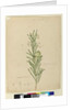 Page 173. Asclepias fruticosa, c.1803-06 by John William Lewin