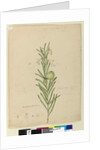 Page 173. Asclepias fruticosa, c.1803-06 by John William Lewin