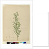 Page 173. Asclepias fruticosa, c.1803-06 by John William Lewin