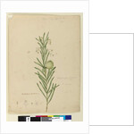 Page 173. Asclepias fruticosa, c.1803-06 by John William Lewin