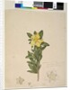 Page 181. Hibbertia volubilis/Hibbertia scandens, c.1803-06 by John William Lewin