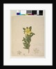 Page 181. Hibbertia volubilis/Hibbertia scandens, c.1803-06 by John William Lewin