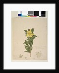 Page 181. Hibbertia volubilis/Hibbertia scandens, c.1803-06 by John William Lewin