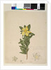 Page 181. Hibbertia volubilis/Hibbertia scandens, c.1803-06 by John William Lewin