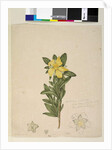 Page 181. Hibbertia volubilis/Hibbertia scandens, c.1803-06 by John William Lewin