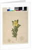 Page 181. Hibbertia volubilis/Hibbertia scandens, c.1803-06 by John William Lewin
