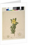 Page 181. Hibbertia volubilis/Hibbertia scandens, c.1803-06 by John William Lewin