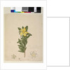 Page 181. Hibbertia volubilis/Hibbertia scandens, c.1803-06 by John William Lewin