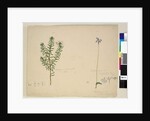 Page 183. Westringia rosmarinifolia/Westringia fruiticosa; 184. Glossodia major, c.1803-06 by John William Lewin