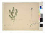 Page 183. Westringia rosmarinifolia/Westringia fruiticosa; 184. Glossodia major, c.1803-06 by John William Lewin