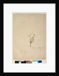 Page 187. Epilobium glabellum, c.1803-06 by John William Lewin