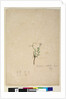 Page 187. Epilobium glabellum, c.1803-06 by John William Lewin