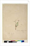 Page 187. Epilobium glabellum, c.1803-06 by John William Lewin