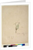 Page 187. Epilobium glabellum, c.1803-06 by John William Lewin