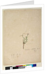 Page 187. Epilobium glabellum, c.1803-06 by John William Lewin