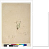 Page 187. Epilobium glabellum, c.1803-06 by John William Lewin