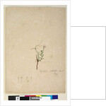 Page 187. Epilobium glabellum, c.1803-06 by John William Lewin