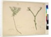 Page 194. Zieria lanceolata/Zieria smithii; 195. A bad figure of a species of Calythrix..., c.1803-06 by John William Lewin