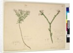 Page 194. Zieria lanceolata/Zieria smithii; 195. A bad figure of a species of Calythrix..., c.1803-06 by John William Lewin