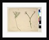 Page 194. Zieria lanceolata/Zieria smithii; 195. A bad figure of a species of Calythrix..., c.1803-06 by John William Lewin
