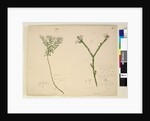 Page 194. Zieria lanceolata/Zieria smithii; 195. A bad figure of a species of Calythrix..., c.1803-06 by John William Lewin
