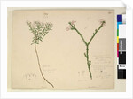 Page 194. Zieria lanceolata/Zieria smithii; 195. A bad figure of a species of Calythrix..., c.1803-06 by John William Lewin