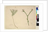 Page 194. Zieria lanceolata/Zieria smithii; 195. A bad figure of a species of Calythrix..., c.1803-06 by John William Lewin